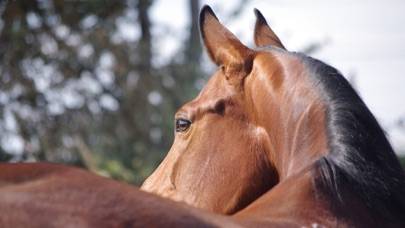 Jumpy Horse Racing Game