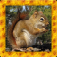 Squirrel Simulator 3D app icon