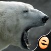 Jigsaw Wonder Polar Bears for Kids app icon
