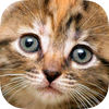 Smart Puzzle Cats & Kittens HD app icon