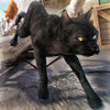 My Top Cute Cat Simulator Game app icon
