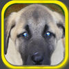 Funny Dog Puzzle app icon