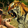 African Buck Animal Safari Hunting Pro app icon