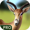 Survive in Jungle Pro app icon
