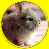 Exciting rabbits for kids no ads app icon