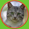 Chats étonnants pour les enfants app icon