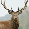 Ultimate Deer Simulator 2016 Hunting Games app icon