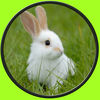 Exceptionnal rabbits for kids no ads app icon