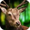 Deer Sniper Hunter 2016 : Hunting Challenge Free App icon
