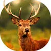 2017 Deer Hunting Sniper Adventure 3D Pro App icon
