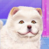 Chow Chow Pet Spa Salon Games