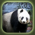 Can You Escape Baby Panda Games App icon