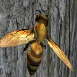Bee Nest Simulator Full App