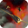 HotField (Bullets time shooting game) app icon