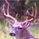 Deer Calls & Sounds App