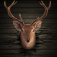Ace Deer Hunting