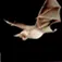 Bat Attack App Icon