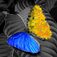 PhotoWizardPhoto Editor Lite
