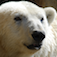Explore the Animal Kingdom App Icon