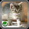 Cat ■ mini-games App Icon