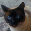 TicCatToe app icon