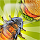IBugs Invasion Top & Best Game for Kids and Adults app icon