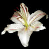 Flower Finder app icon