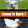 Llama or Duck App Icon
