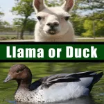 Llama or Duck App icon