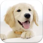 Dog Pairs App icon