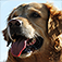 Dog Breed Pics Quiz app icon