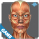 Muscular Anatomy Game app icon