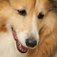 Animal Slide Image Puzzle app icon