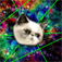 Trippy Kitty! app icon