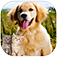 Kittens and Puppies Sliding Puzzle Pro app icon