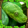 Snake Simulator App Icon