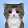 Cat Simulator App Icon