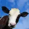 Crazy Cow Simulator App Icon