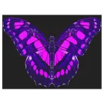 Butterfliestry App Icon