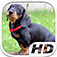 Dachshund Simulator HD Animal Life app icon