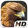 Golden Eagle Simulator HD Animal Life App Icon