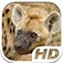 Hyena Simulator HD Animal Life App icon