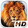 Lion Simulator HD Animal Life app icon