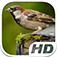 Sparrow Bird Simulator HD Animal Life app icon