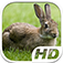 Rabbit Simulator HD Animal Life app icon
