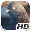 Pigeon Bird Simulator HD Animal Life app icon