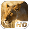 Lioness Simulator HD Animal Life app icon