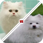 Tic Toc: Cat or Dog App icon