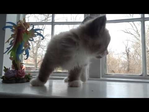 Video guide by Ragdoll Kittens: Bicolor Level 2-10 #bicolor