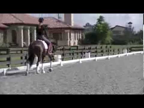 Video guide by High Valley Hanoverians: Frederic Level 2014 #frederic